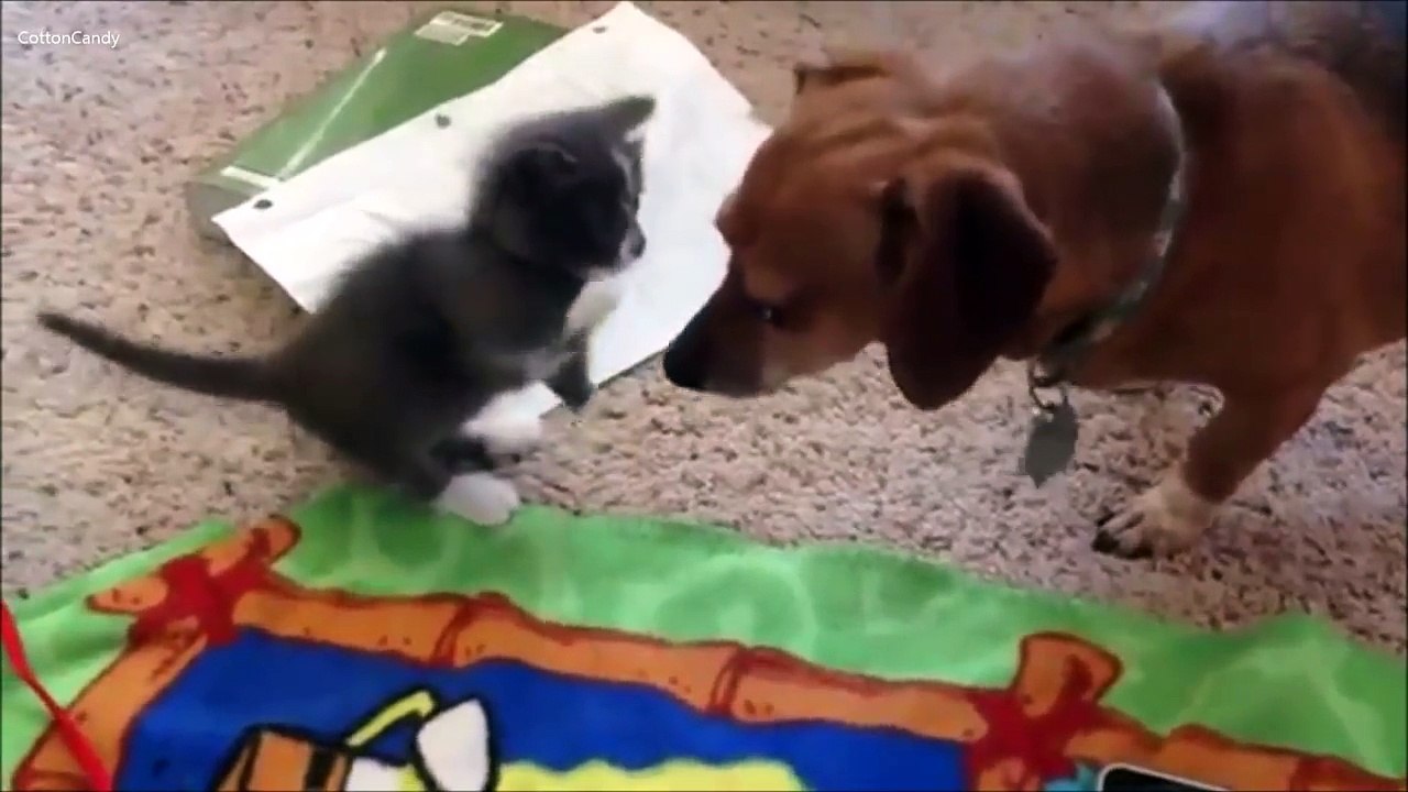 Trop craquants ces chatons, à voir absolument !