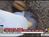 Eagle watch: One egg has hatched, waiting on number two