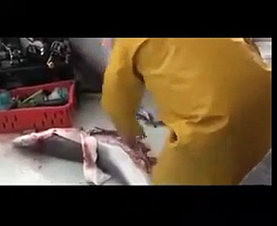 Shark Fish