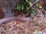 Whatsapp video   king cobra eating another snake   amazing video