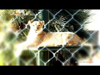 El-Hafi - Esma-ül Hüsna - TRT Avaz