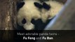 Panda twins make debut in Vienna in Austria