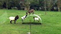 COMEDY VIDEOS _ Goats entertainment.  Funny videos animal 2015.  Play funny.--xWlqtWN-fM