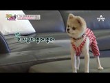 [선공개] 반려견 전용 냉장고?! 방송 최초 공개! 김현정의 러브하우스