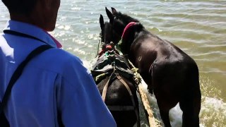 China's jellyfish-hauling mules a dying breed-Mex4d5MgRJA