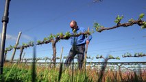 Climate change battle heats up for Australian winemakers-jqcYQMzeUzY