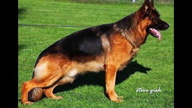 mittelwest german shepherd dogs