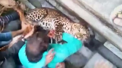 Leopárd okozott riadalmat egy indiai városban