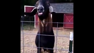 Goat making funny noise with tongue