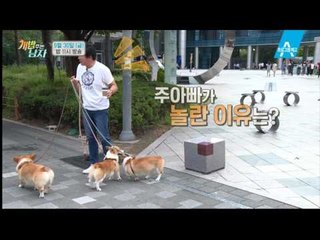 [예고] ‘스타견’ 대중소가 상암 한복판에 떴다!