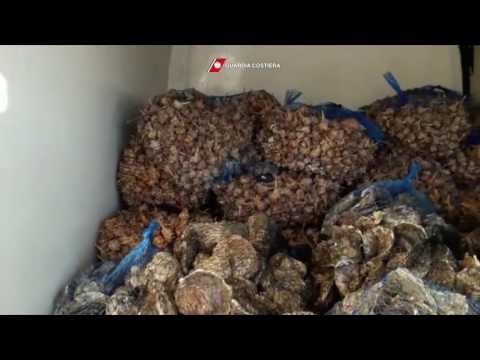 Liguria - Guardia Costiera. L'operazione 'Countdown' sulla pesca (31.12.16)