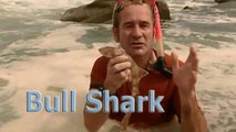 Бычья акула: самая опасная акула в мире / Bull Shark: World's Deadliest Shark (2006)