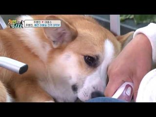 이것이 상팔자인가?! 주병진의 애견 미용실 전격 OPEN!