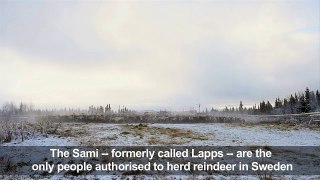 Sami reindeer herders gather flock in Swedish Lapland-N1oTGE1iJuY