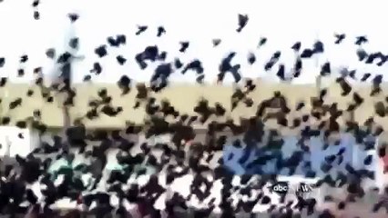 BIRDS VS AIRCRAFT - 2016 CRASH