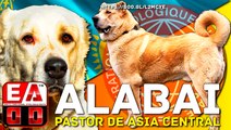 PASTOR DE ASIA CENTRAL - ALABAI - Kazakh dogs.