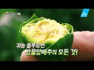 [예고] 당뇨에 탁월한 천연 인슐린이 있다?!_채널A_신대동여지도 122회