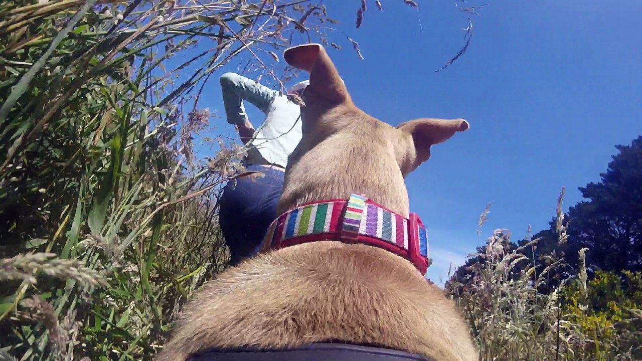 BasCam - Basil in the long grass