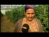 Antalya Aksu'da Bir Domates Serasındayız - Yeni Gün - TRT Avaz