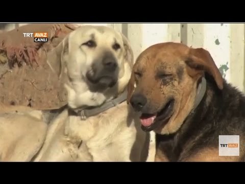 Dört Ayaklı Belediye, İstanbul'un Sokak Köpekleri Sergisi - Devrialem - TRT Avaz