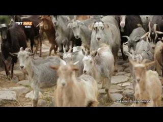 Kozija ( Keçi ) Köprüsü'nün Bir Çoban Nasıl Yaptırdı? - Efsanevi Hikaye - TRT Avaz