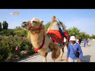 Türkistan'da Deveye Bindik - Dünyadaki Türkiye - TRT Avaz
