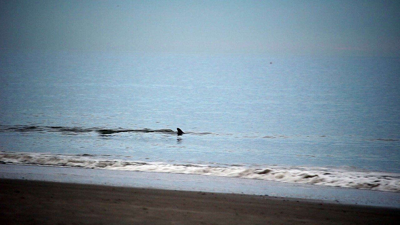dauphins