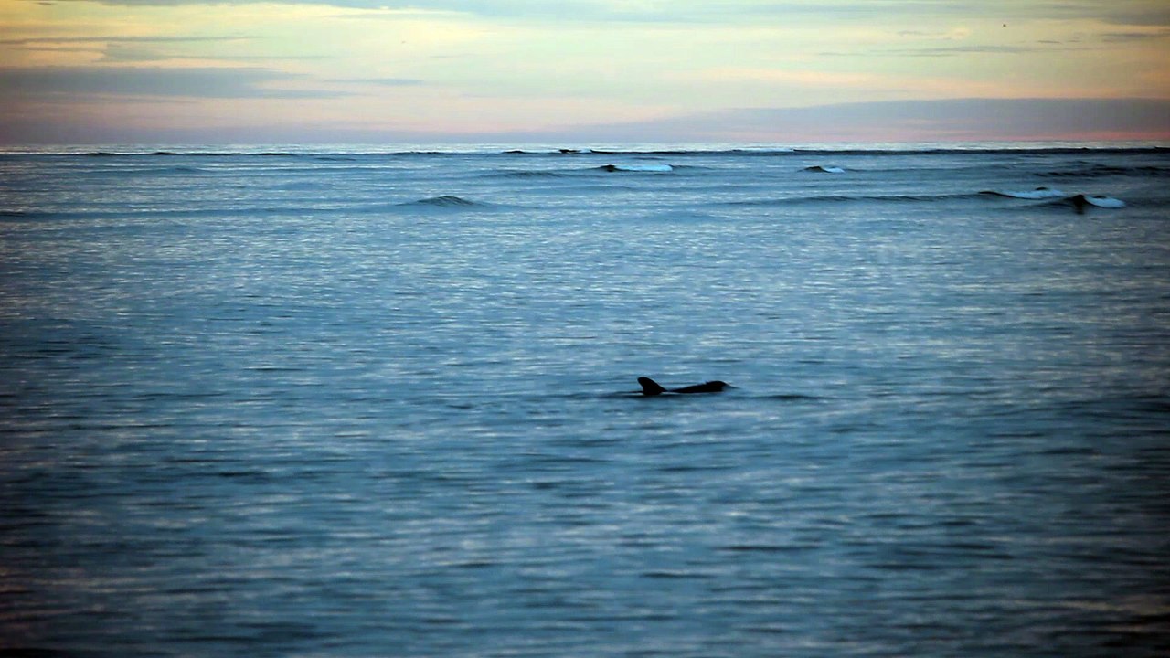 dauphins