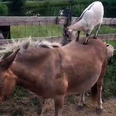 Best friends: Mr. G the goat and Jellybean the donkey rejoice at being