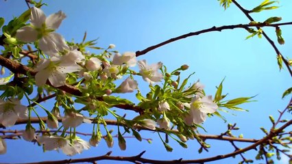 Beautiful Spring Awesome Nature Video Landscapes