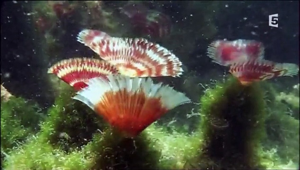 Faune et vie aux Caraïbes ( doc 2016 stfr)