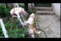 Try not to laugh. Best Animals Fail & Wins Compilation Ever !! Funny Hahahah !!Try not to laugh. Best Animals Fail & Wins Compilation Ever !! Funny Hahahah !!