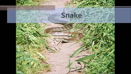 ABC - Bé học tiếng Anh (English for Kids)