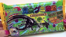 Kracie - Beetle, insects shaped candy 昆虫グミ図鑑 Popin Cookin Japanese Candy