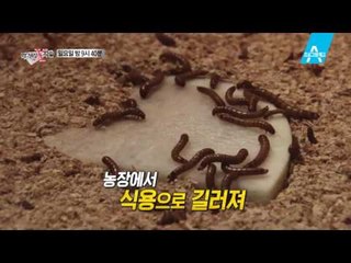 [예고] 믿고 먹을 수 있는 먹거리, 식용곤충