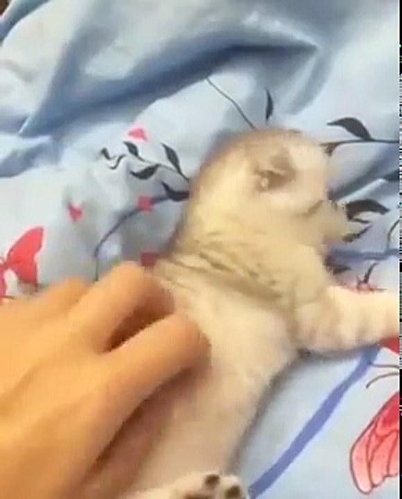 Funny Little Baby Cat Playing