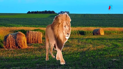 Finger Family Lion | Johney Rhymes Animal Finger Family Songs & Nursery Rhymes