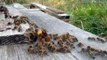 Des abeilles tuent un énorme frelon asiatique