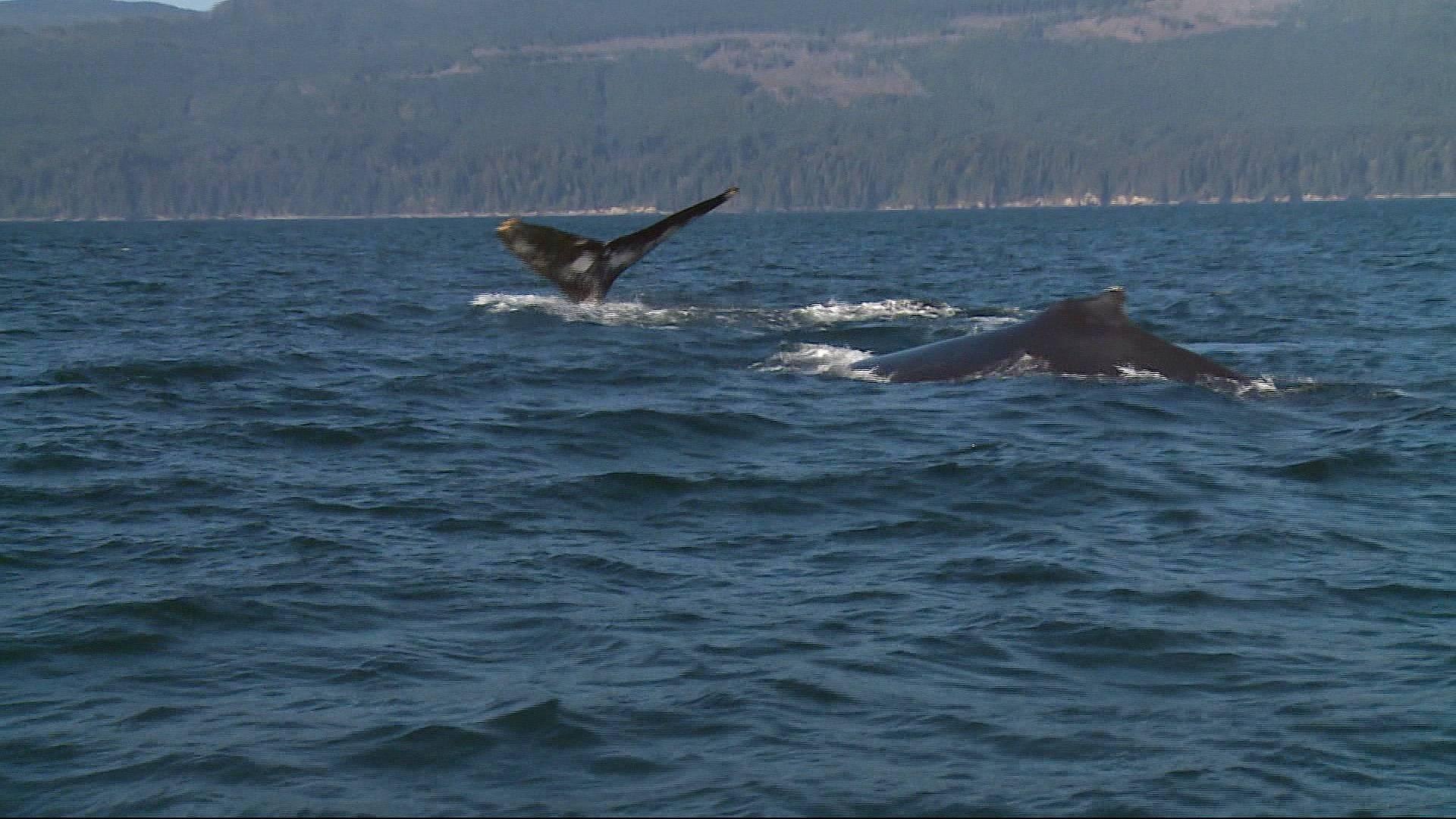 ⁣Canada's fishermen look to save endangered killer whale