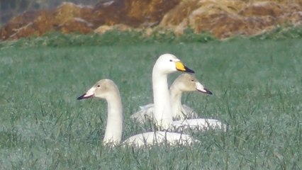 Direction Pléven pour des cygnes chanteurs