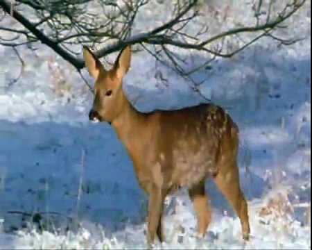 Небо славян (неофициальный клип группы Алиса)
