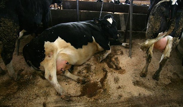 Когда корова телется к ней лучше никогда не подходить!!