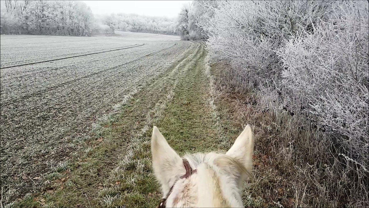 WINTER-2016-HORSE