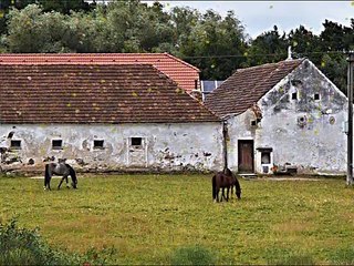 Nella Vecchia Fattoria - Canzone Originale in INGLESE - Old MacDonald had a farm