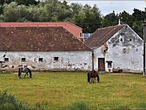 Nella Vecchia Fattoria - Canzone Originale in INGLESE - Old MacDonald had a farm