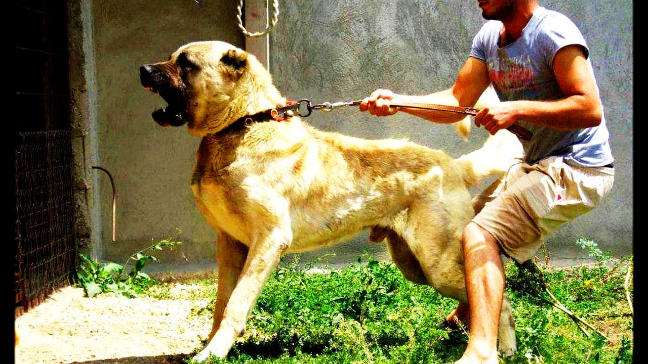 KANGAL V/S BULLY KUTTA