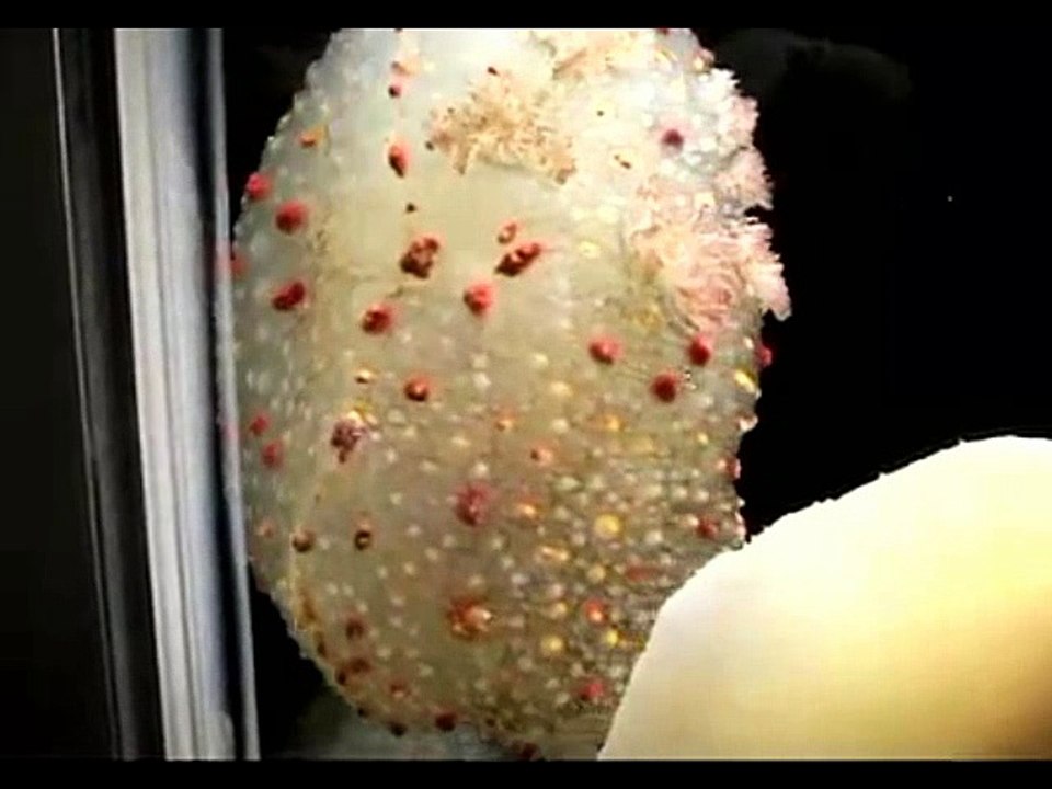 STRANGE RARE ANIMALS (10)