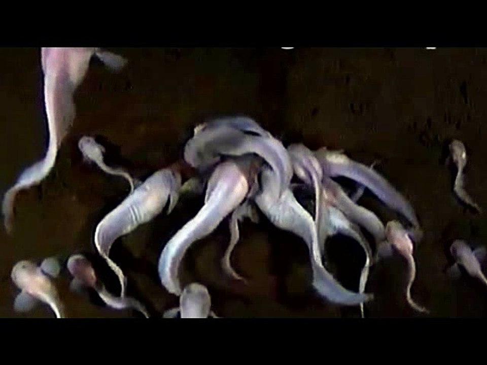 STRANGE RARE ANIMALS (9)