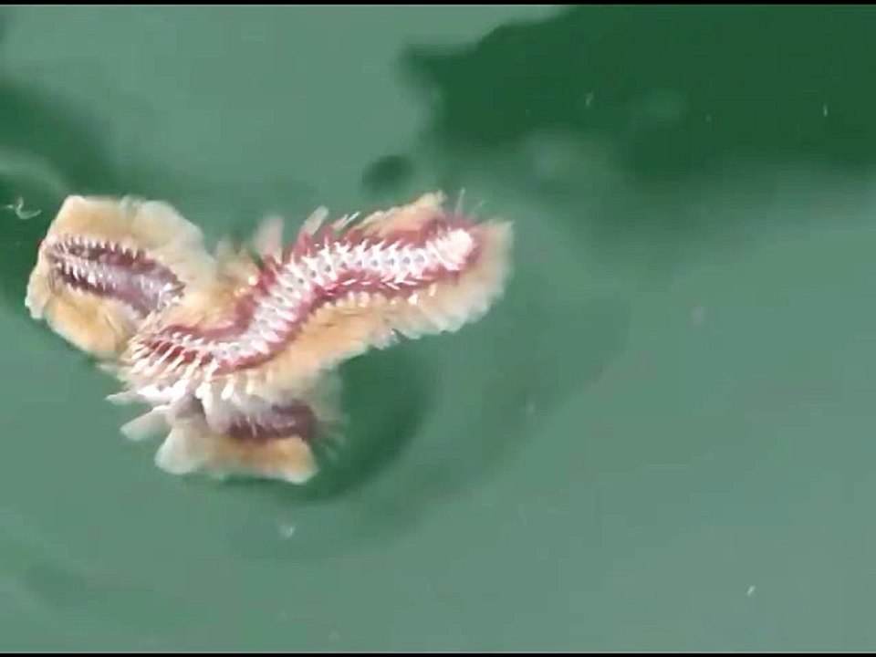 STRANGE RARE ANIMALS12