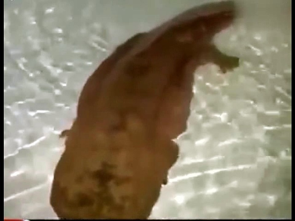 STRANGE RARE ANIMALS9